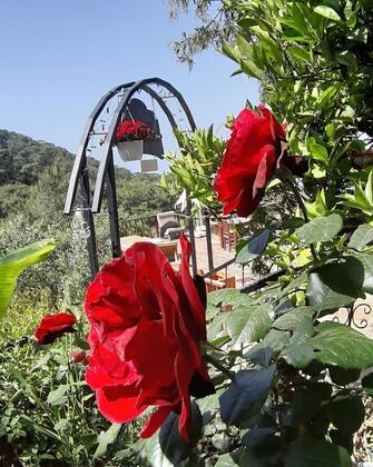 Casa Roja Faralya - Görsel 26