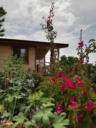 Casa Roja Faralya - Görsel 28