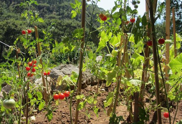 Casa Roja Faralya - Görsel 34
