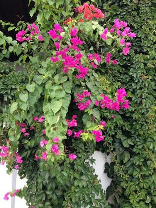 Pasha Motel Bodrum - Görsel 22