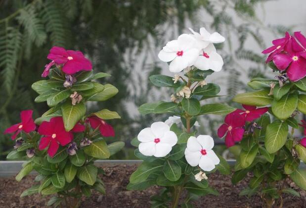 Emelce Apart - Görsel 15