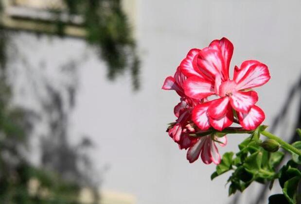 Emelce Apart - Görsel 19