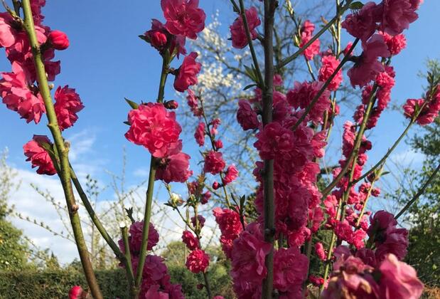 Villa Bade - Görsel 20