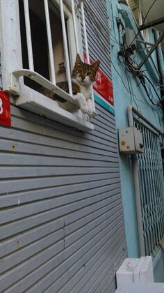 Konut Wooden House - Görsel 12