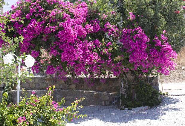 Bodrum Gümüşlük Garden Apart Otel - Görsel 4