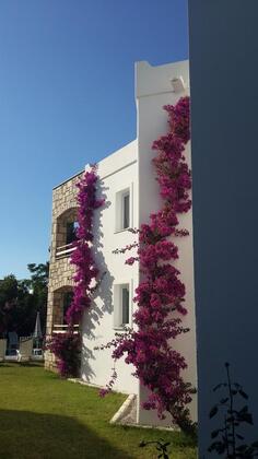 Bodrum Gümüşlük Garden Apart Otel - Görsel 11