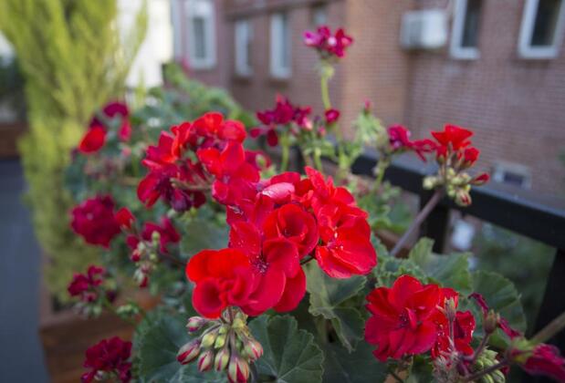 Long Stay İstanbul - Görsel 7