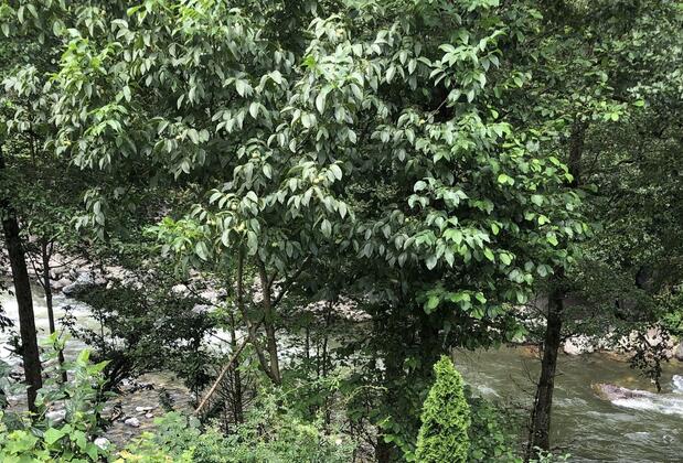 Nehir Bungalows - Görsel 7