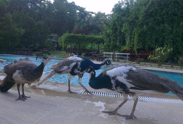 Olympos Angels Garden - Görsel 32