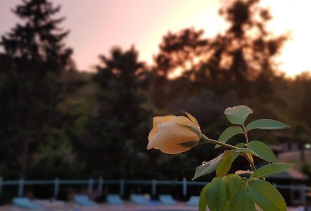 Olympos Angels Garden - Görsel 25