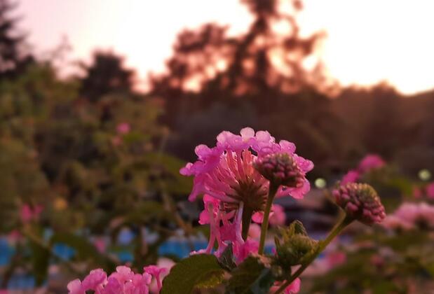 Olympos Angels Garden - Görsel 5
