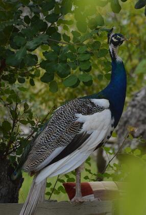 Olympos Angels Garden - Görsel 22