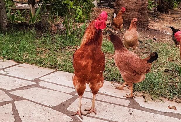Olympos Angels Garden - Görsel 6