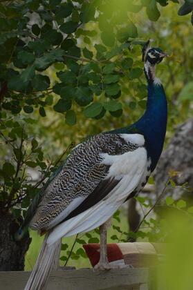 Olympos Angels Garden - Görsel 21