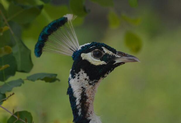 Olympos Angels Garden - Görsel 37