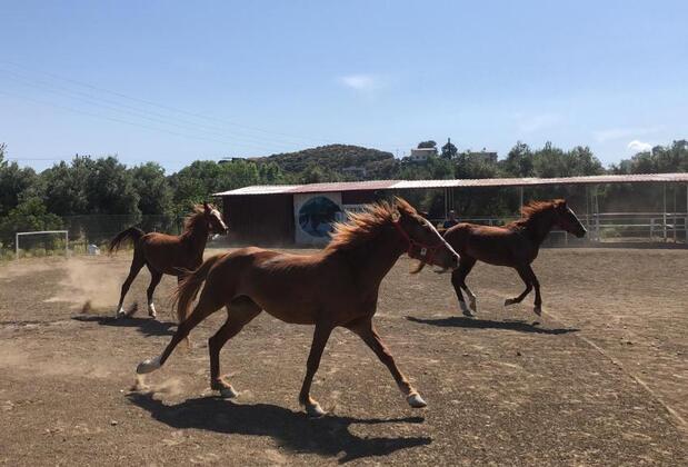 Zirkon Doğa Butik Otel - Görsel 12