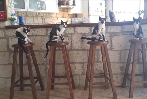 Alaçatı Kavalalı Otel - Görsel 4