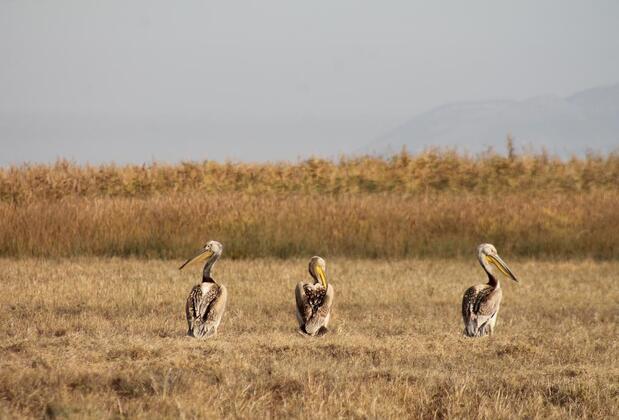 Sultan Pansion Bird Paradise - Görsel 11