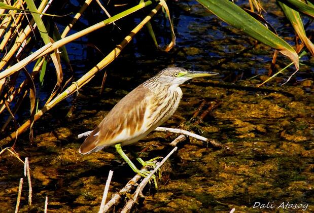 Sultan Pansion Bird Paradise - Görsel 12