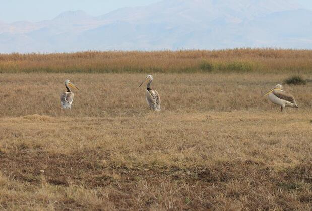 Sultan Pansion Bird Paradise - Görsel 13