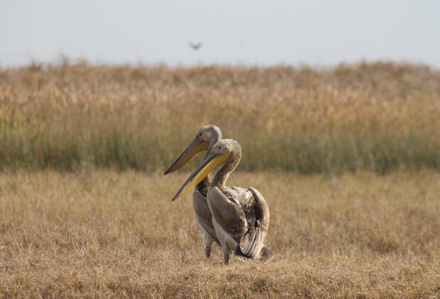 Sultan Pansion Bird Paradise - Görsel 14