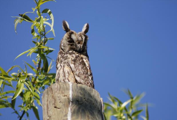 Sultan Pansion Bird Paradise - Görsel 15