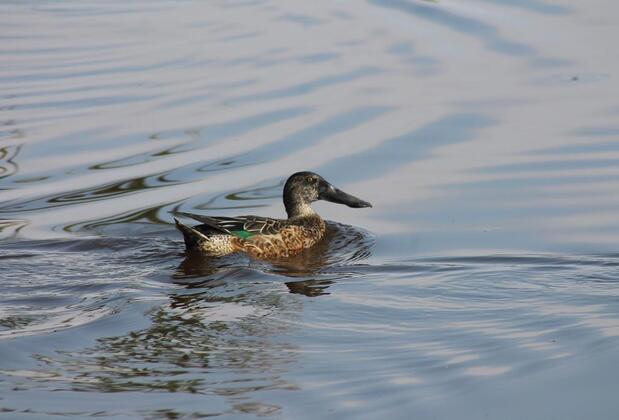 Sultan Pansion Bird Paradise - Görsel 16