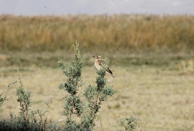 Sultan Pansion Bird Paradise - Görsel 17