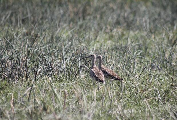 Sultan Pansion Bird Paradise - Görsel 18