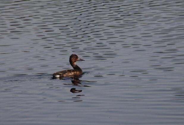 Sultan Pansion Bird Paradise - Görsel 19