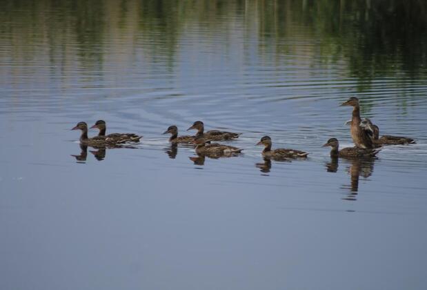 Sultan Pansion Bird Paradise - Görsel 21