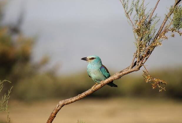 Sultan Pansion Bird Paradise - Görsel 22