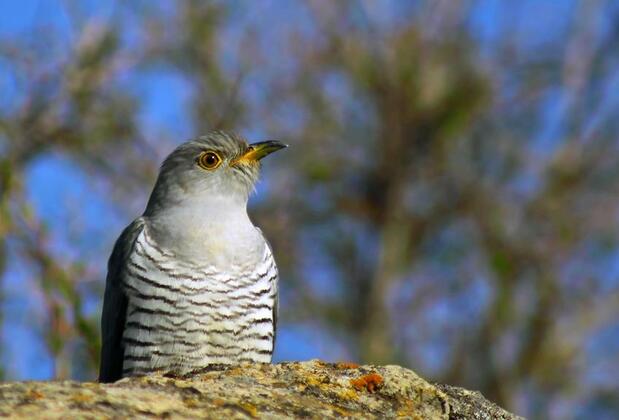 Sultan Pansion Bird Paradise - Görsel 24