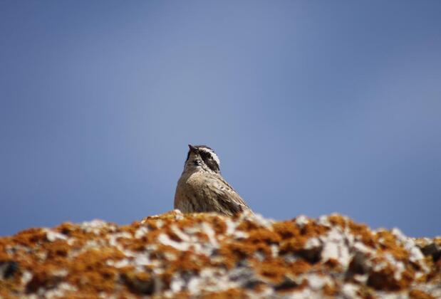 Sultan Pansion Bird Paradise - Görsel 25