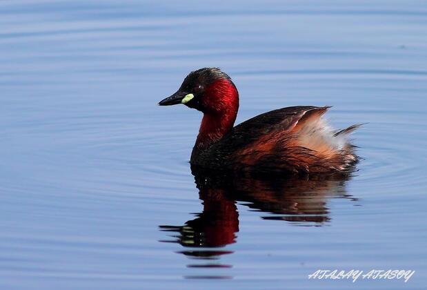 Sultan Pansion Bird Paradise - Görsel 26