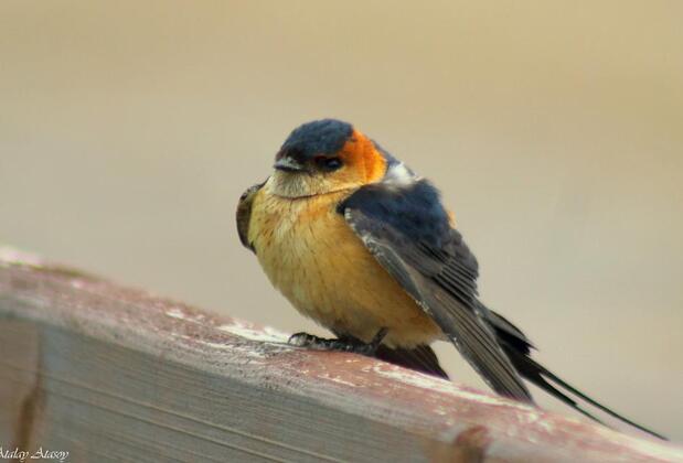 Sultan Pansion Bird Paradise - Görsel 27