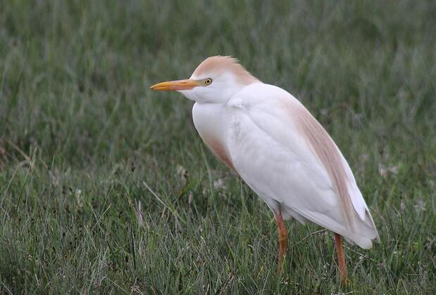 Sultan Pansion Bird Paradise - Görsel 34
