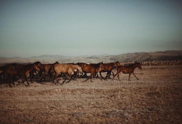 Sultan Pansion Bird Paradise - Görsel 35