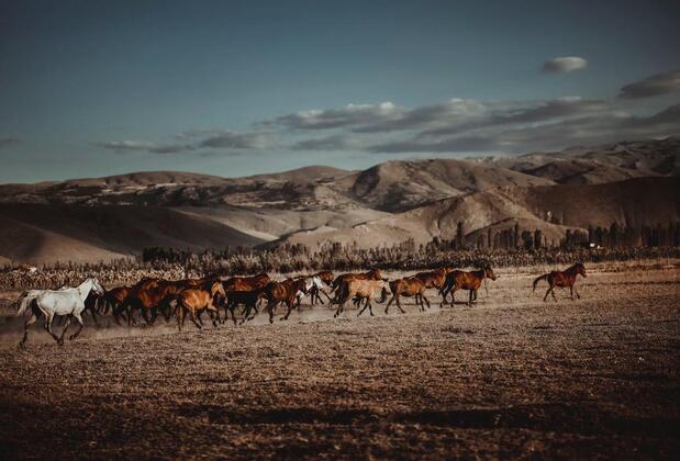 Sultan Pansion Bird Paradise - Görsel 36