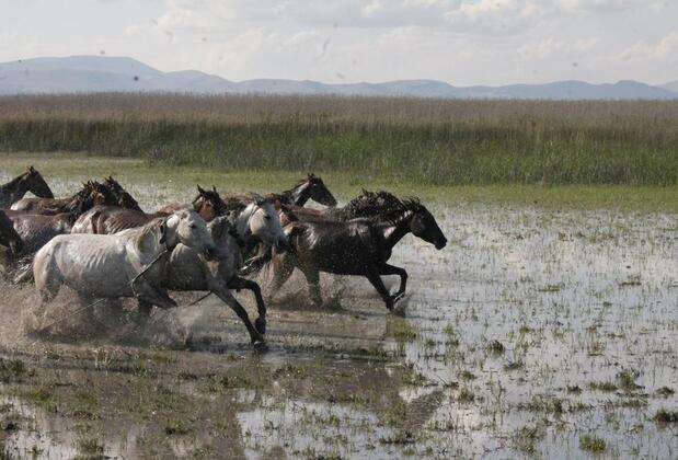 Sultan Pansion Bird Paradise - Görsel 38