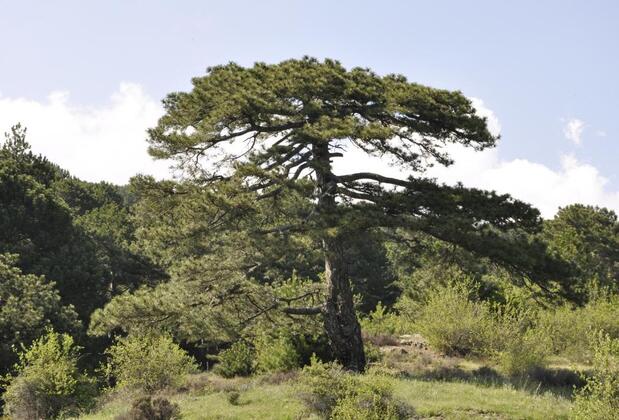 Misanlı Boutique Hotel - Görsel 8