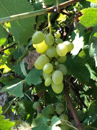 Mercan Villa - Görsel 12