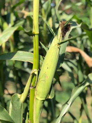 Mercan Villa - Görsel 10