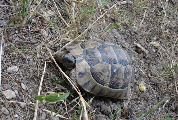 Yuva Eco Holiday - Görsel 22