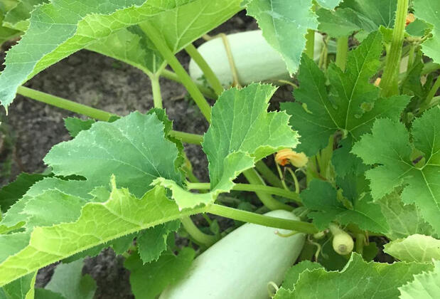 Salkım Saçak Camping - Görsel 28