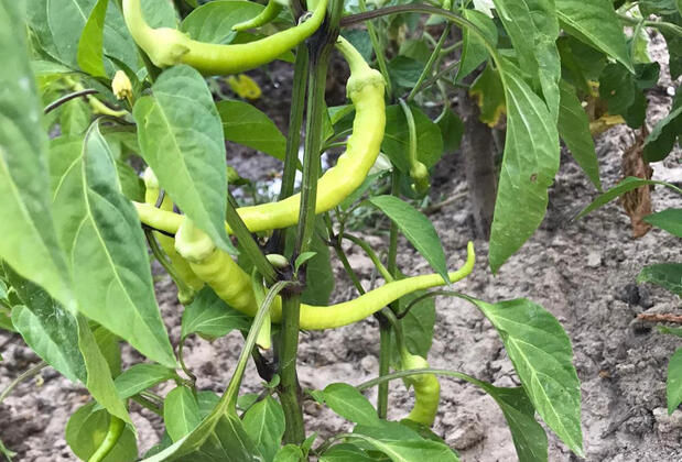 Salkım Saçak Camping - Görsel 31