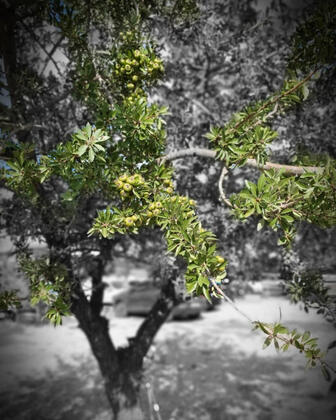 Salkım Saçak Camping - Görsel 36