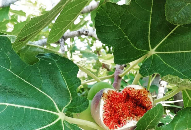 Salkım Saçak Camping - Görsel 33