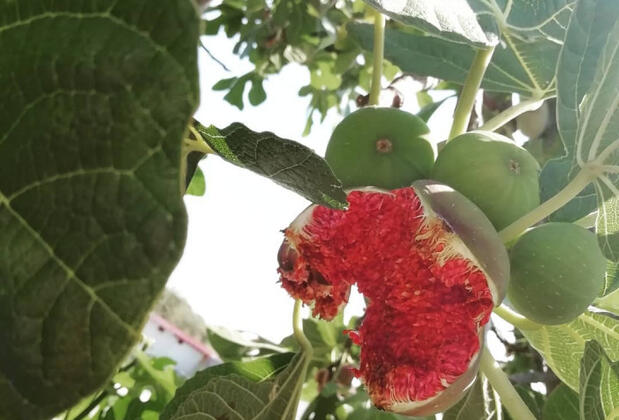 Salkım Saçak Camping - Görsel 42