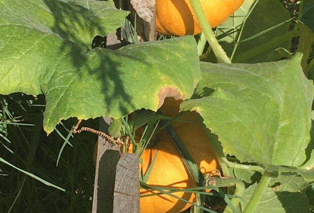 Salkım Saçak Camping - Görsel 43